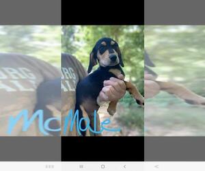 Bagle Hound Dogs for adoption in Newark, DE, USA