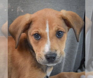 Boxador Dogs for adoption in Huntley, IL, USA