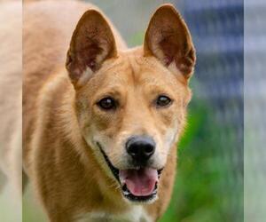 Shiba Inu-Unknown Mix Dogs for adoption in El Cajon, CA, USA