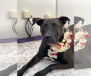 American Pit Bull Terrier-Labrador Retriever Mix Dogs for adoption in Lockport, NY, USA