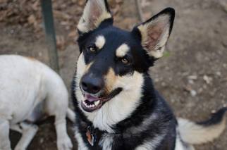 Alaskan Husky-Unknown Mix Dogs for adoption in Brighton, TN, USA