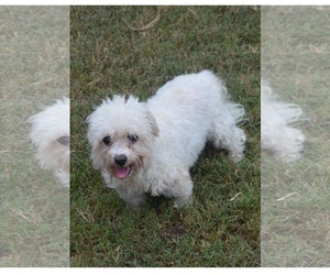 Bichon Frise Dogs for adoption in Holly Springs, NC, USA