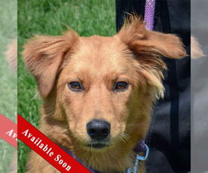 Golden Shepherd Dogs for adoption in Huntley, IL, USA