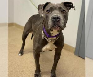 American Pit Bull Terrier-Unknown Mix Dogs for adoption in Aurora, CO, USA