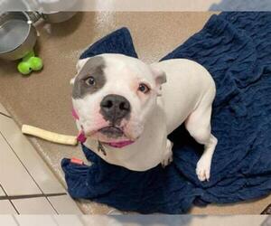 Bulldog Dogs for adoption in Fort Wayne, IN, USA