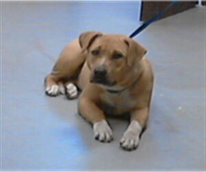 Mutt Dogs for adoption in Fayetteville, NC, USA