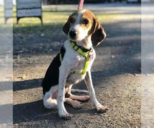 Beagle Dogs for adoption in Freeport, FL, USA