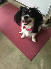 Cavalier King Charles Spaniel Dogs for adoption in Gulfport, MI, USA