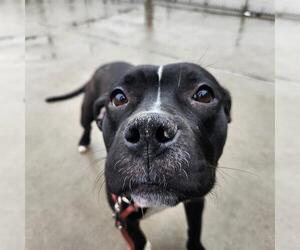 American Pit Bull Terrier-Unknown Mix Dogs for adoption in Denver, CO, USA