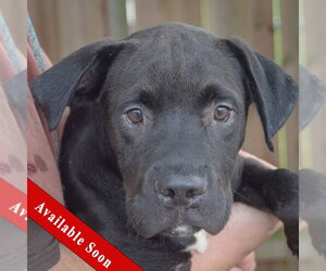 American Bulldog-Unknown Mix Dogs for adoption in Huntley, IL, USA