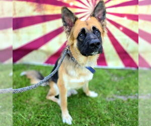 Akita-German Shepherd Dog Mix Dogs for adoption in Long Beach, CA, USA