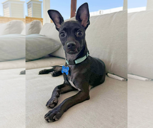 Chihuahua-Unknown Mix Dogs for adoption in Corona, CA, USA