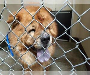 Chow Chow Dogs for adoption in pomona, CA, USA