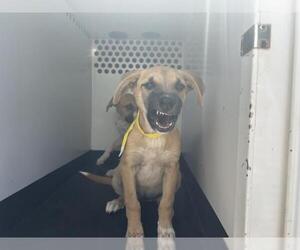 German Shepherd Dog-Unknown Mix Dogs for adoption in Visalia, CA, USA