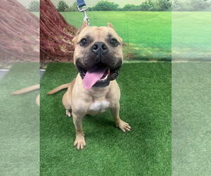 Medium Photo #2 Mutt Puppy For Sale in Euless, TX, USA