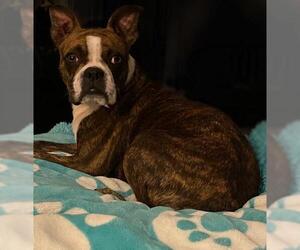 Boston Terrier Dogs for adoption in Fayetteville, GA, USA