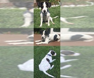 Basschshund Dogs for adoption in Chantilly, VA, USA