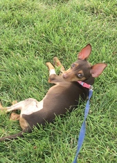 Miniature Pinscher Dogs for adoption in Cedar Rapids, IA, USA