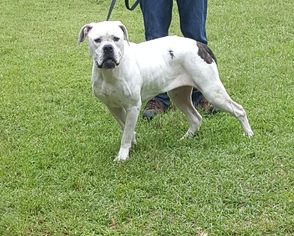 American Bulldog Dogs for adoption in Norwood, GA, USA