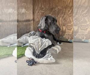 Great Dane Dogs for adoption in Palm Beach, FL, USA