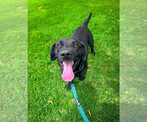 Labrador Retriever-Unknown Mix Dogs for adoption in San Diego, CA, USA