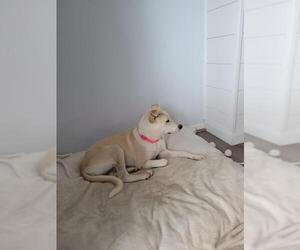 Labrador Retriever-Unknown Mix Dogs for adoption in Albertville, MN, USA