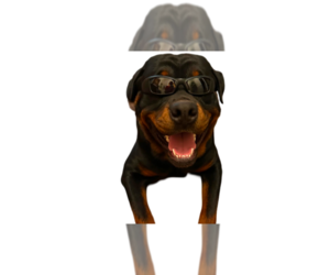 Rottweiler Dogs for adoption in Gilbert, AZ, USA