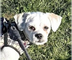 Lhasa Apso Dogs for adoption in Oakley, CA, USA