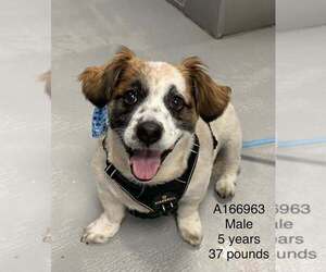 Unknown-Welsh Corgi Mix Dogs for adoption in Calgary, Alberta, Canada