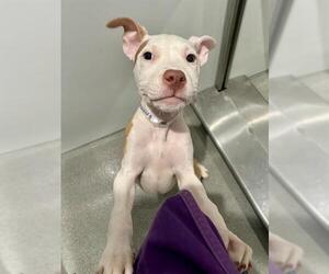 American Pit Bull Terrier Dogs for adoption in San Francisco, CA, USA