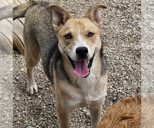 Mutt Dogs for adoption in Salt Lake City, UT, USA