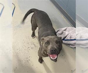 American Pit Bull Terrier Dogs for adoption in Tallahassee, FL, USA