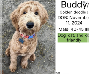 Labradoodle Dogs for adoption in Plainfield, IL, USA