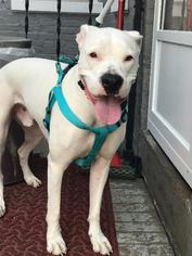 Bulloxer Dogs for adoption in Lancaster, PA, USA