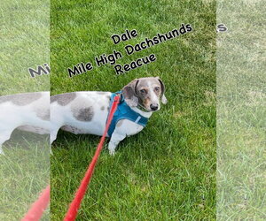 Dachshund Dogs for adoption in Greenwood Village, CO, USA