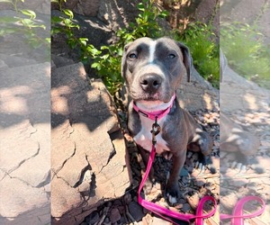 American Pit Bull Terrier-American Staffordshire Terrier Mix Dogs for adoption in Duluth, MN, USA