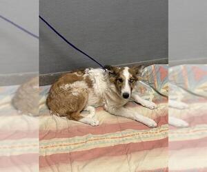 Australian Shepherd-Unknown Mix Dogs for adoption in Las Vegas, NV, USA