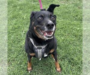 Labrador Retriever-Unknown Mix Dogs for adoption in San Antonio, TX, USA