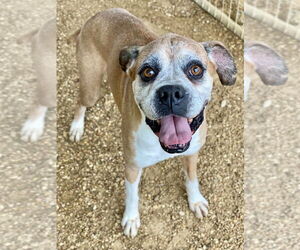 Boxer Dogs for adoption in Austin, TX, USA
