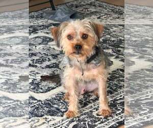 Silky Terrier-Unknown Mix Dogs for adoption in Greenville, SC, USA