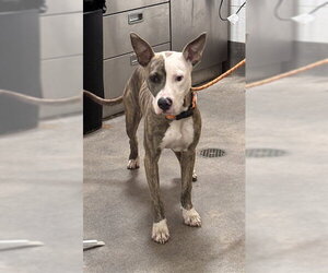 Mutt Dogs for adoption in Forestville, MD, USA