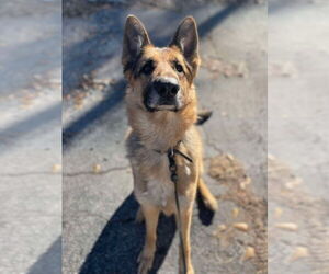 Mutt Dogs for adoption in Shelburne, VT, USA