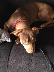 Chiweenie Dogs for adoption in Salem, OR, USA