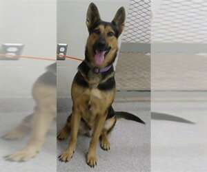 German Shepherd Dog-Unknown Mix Dogs for adoption in Pasadena, TX, USA