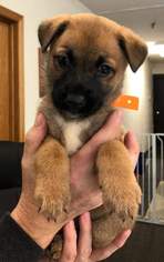 Collie-German Shepherd Dog Mix Dogs for adoption in Hugo, MN, USA