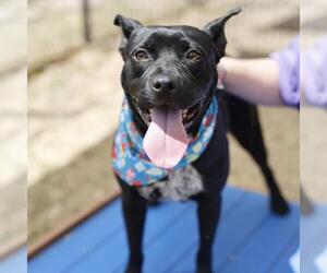 American Staffordshire Terrier-Unknown Mix Dogs for adoption in San Antonio, TX, USA