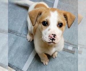 Great Dane-Labrador Retriever Mix Dogs for adoption in Prosser, WA, USA