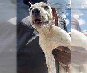 Mutt Dogs for adoption in Houston, TX, USA