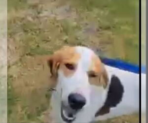 American Foxhound-Treeing Walker Coonhound Mix Dogs for adoption in Winston Salem, NC, USA