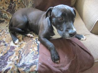 Labrador Retriever-Unknown Mix Dogs for adoption in Ozark, AL, USA